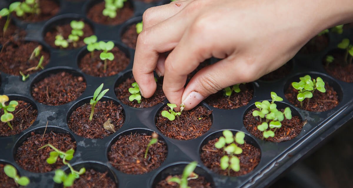 horticulturist seeding plants