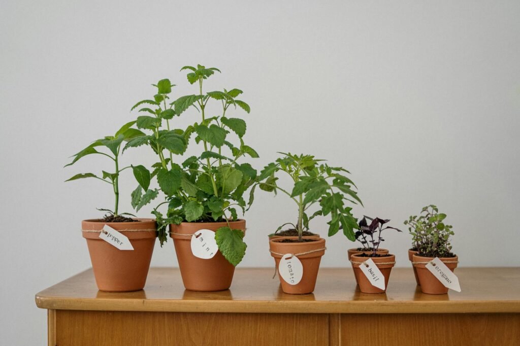 how to grow herbs indoors