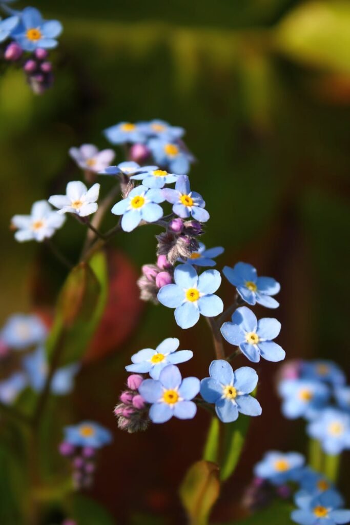 drought-resistant flowerbed ideas