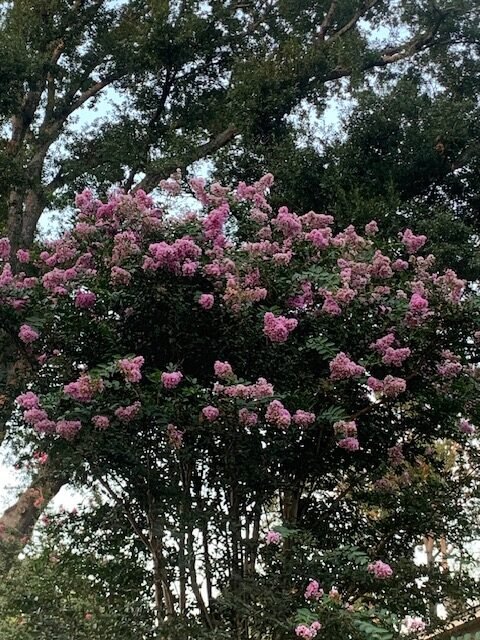 Why crepe myrtles make me smile