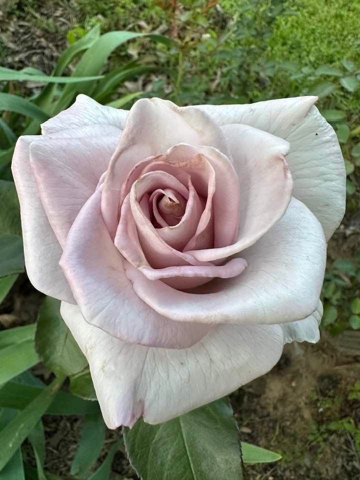 Silver Rose from my garden