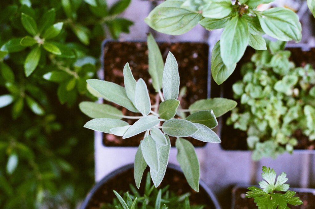 assortment of plants in individual plant trays