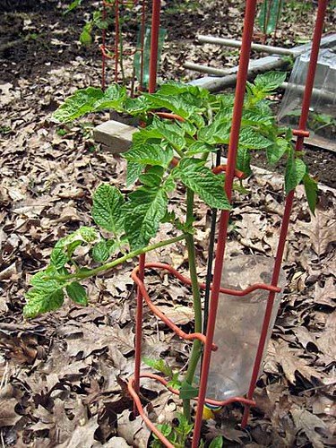 The Ultimate Guide to Growing Your Own Tomatoes by Anne Tyler