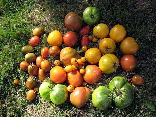 Joys of Growing Your Own Tomatoes