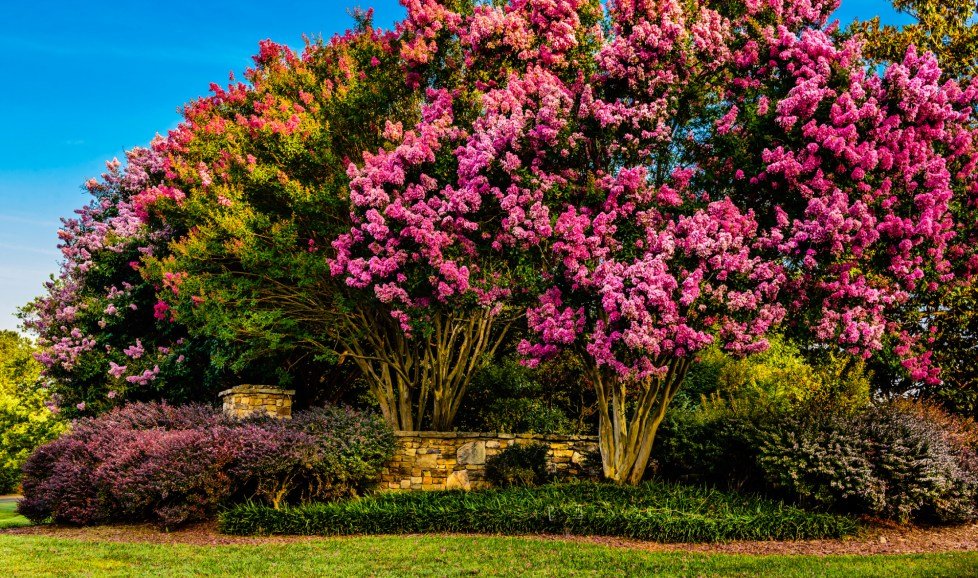 Why Crepe Myrtles Make Me Smile