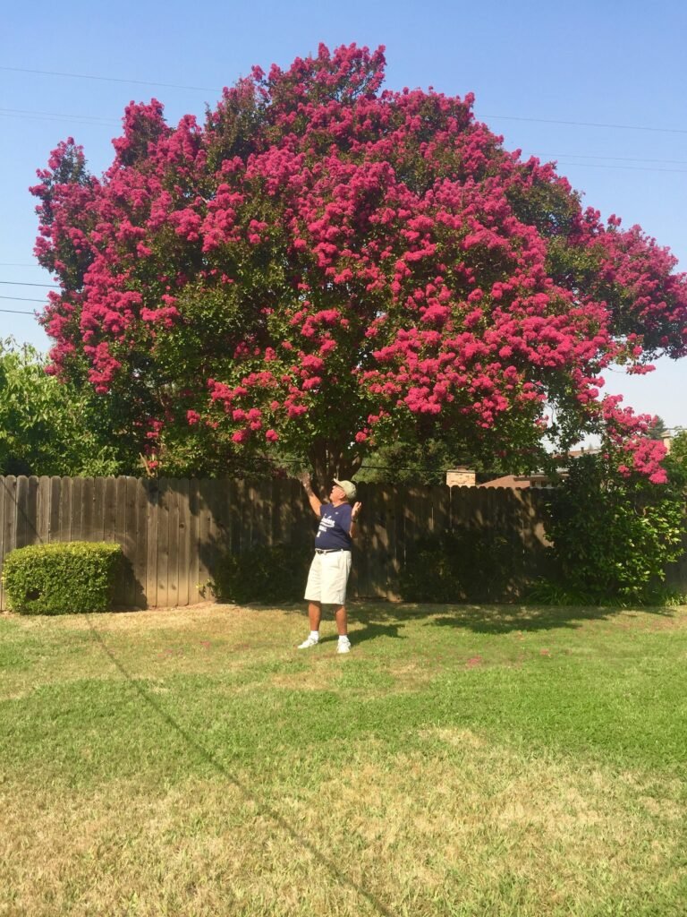 Why Crepe Myrtles Make Me Smile