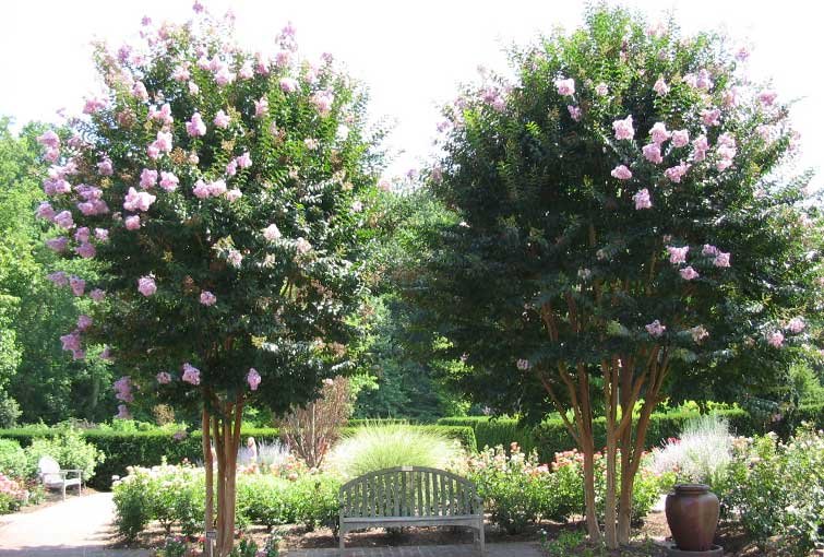 Why Crepe Myrtles Make Me Smile