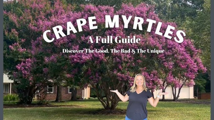 Why Crepe Myrtles Make Me Smile