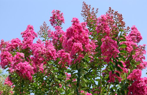 why crepe myrtles make me smile