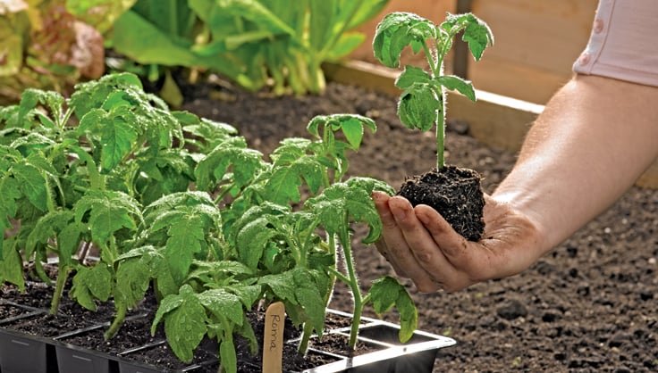 Seed Germination Guide
