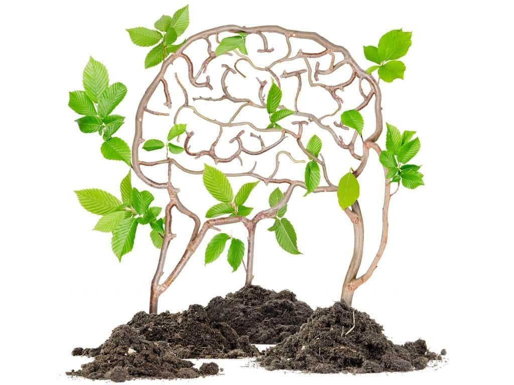 Brain health and gardening connection