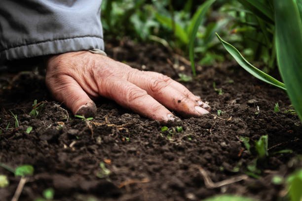Hands working with soil and seedlings