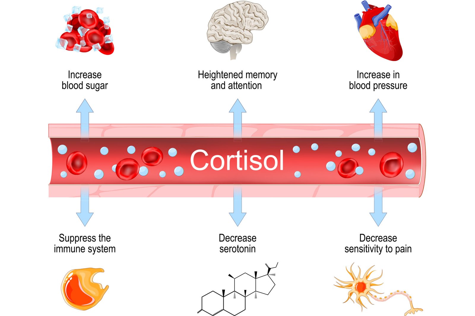 Cortisol levels and stress response illustration