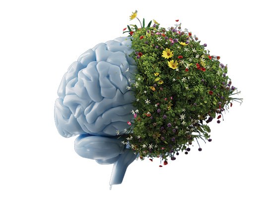 Brain and gardening benefits visualization